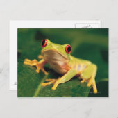 Carte Postale Grenouille des yeux rouges (Devant / Derrière)