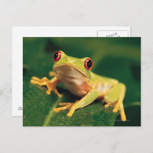 Carte Postale Grenouille des yeux rouges (Devant / Derrière)