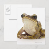 Carte Postale Grenouille d'or (Devant / Derrière)