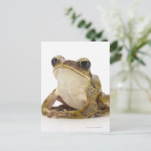 Carte Postale Grenouille d'or (Debout devant)