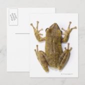 Carte Postale Grenouille d'or (Devant / Derrière)