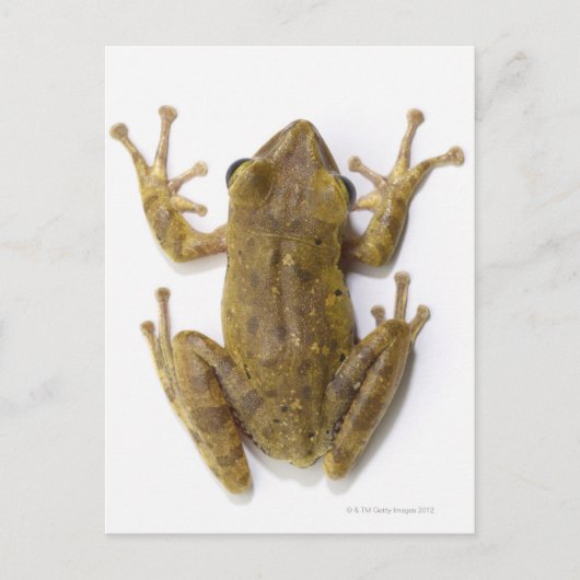 Carte Postale Grenouille d'or (Devant)
