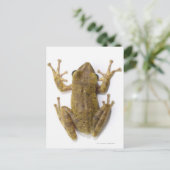 Carte Postale Grenouille d'or (Debout devant)
