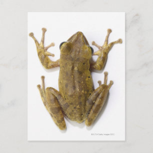 Carte Postale Grenouille d'or