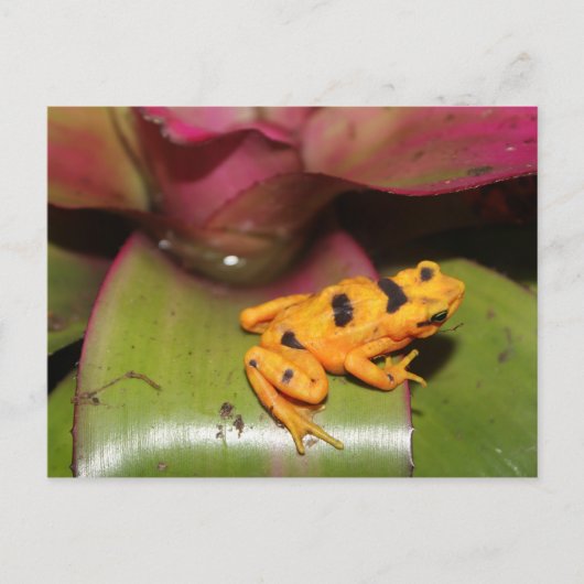 Carte Postale Grenouille d'or panaméenne # 1 (Devant)