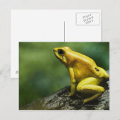 Carte Postale Grenouille dorée (Devant / Derrière)