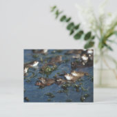 Carte Postale Grenouille drôle (Debout devant)