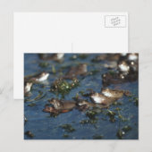 Carte Postale Grenouille drôle (Devant / Derrière)