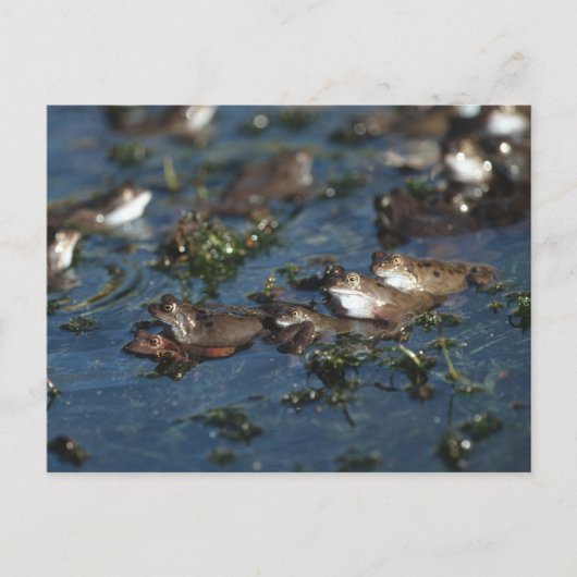 Carte Postale Grenouille drôle (Devant)