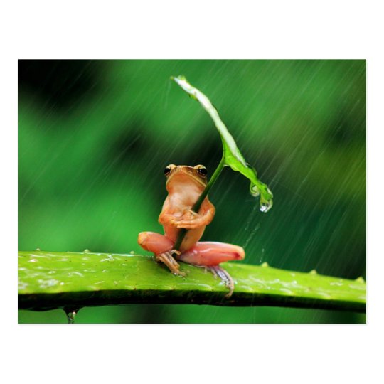 Carte Postale Grenouille Drole Effrayee De L Eau Zazzle Be