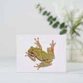 Carte Postale Grenouille du Missouri Tree. (Debout devant)