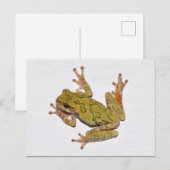 Carte Postale Grenouille du Missouri Tree. (Devant / Derrière)