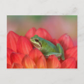 Carte Postale Grenouille du Pacifique sur les fleurs dans le jar (Devant)