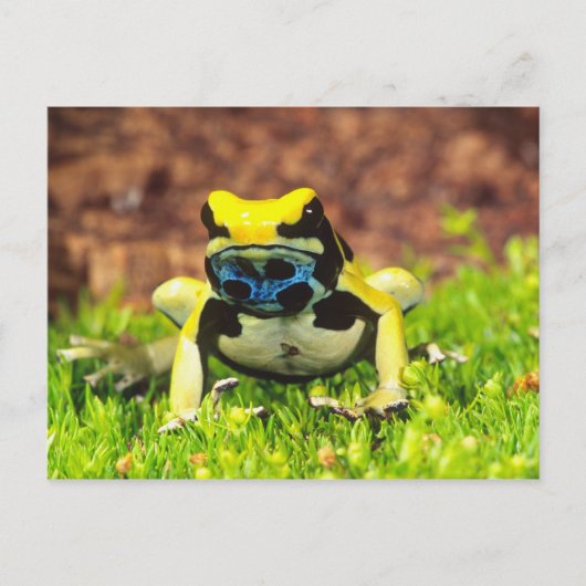 Carte Postale Grenouille empoisonnée, Dendrobates tinctorius, (Devant)