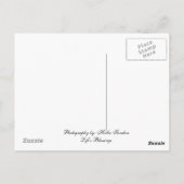 Carte Postale Grenouille en collage de fleurs (Dos)