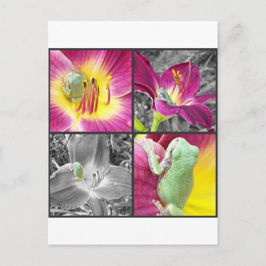 Carte Postale Grenouille en collage de fleurs (Devant)