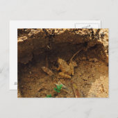 Carte Postale Grenouille en Pleasanton, Texas (Devant / Derrière)