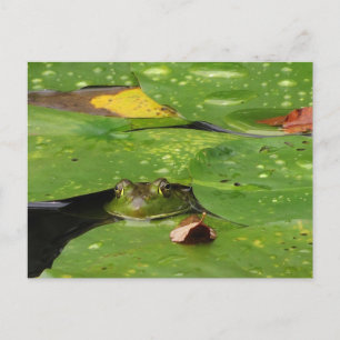 Carte Postale Grenouille et Lily Pads