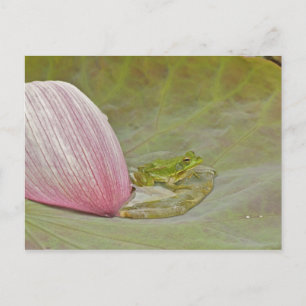 Carte Postale Grenouille et pétale de fleur de lotus, Chine,