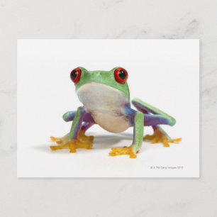 Carte Postale Grenouille femelle 2