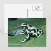 Carte Postale Grenouille flèche empoisonnée, (Dendrobates auratu (Devant / Derrière)