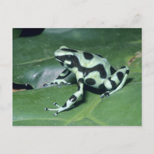 Carte Postale Grenouille flèche empoisonnée, (Dendrobates auratu (Devant)