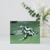 Carte Postale Grenouille flèche empoisonnée, (Dendrobates auratu (Debout devant)