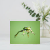 Carte Postale Grenouille flottante dans une eau transparente et (Debout devant)