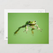 Carte Postale Grenouille flottante dans une eau transparente et (Devant / Derrière)