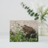 Carte Postale Grenouille grasse (Debout devant)