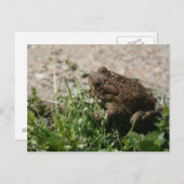 Carte Postale Grenouille grasse (Devant / Derrière)