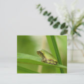 Carte postale Grenouille Gris Arbre. (Debout devant)