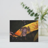 Carte Postale Grenouille ibérique sur une feuille (Debout devant)