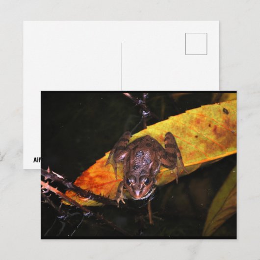 Carte Postale Grenouille ibérique sur une feuille (Devant / Derrière)