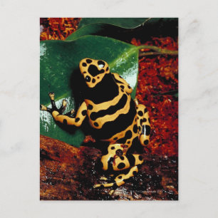 Carte Postale Grenouille jaune et noire