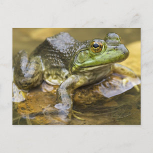 Carte Postale Grenouille le long de la rivière Buffalo, Mile 126