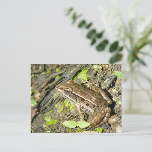Carte postale Grenouille léopard (Debout devant)