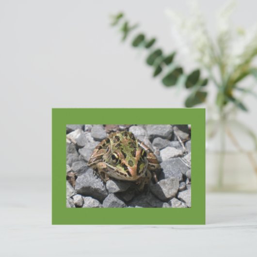 Carte Postale Grenouille léopard (Debout devant)