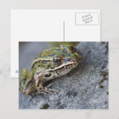 Carte Postale Grenouille léopard du nord, Île transparente, (Devant / Derrière)