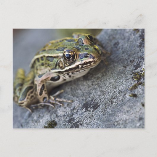 Carte Postale Grenouille léopard du nord, Île transparente, (Devant)