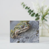 Carte Postale Grenouille léopard du nord, Île transparente, (Debout devant)