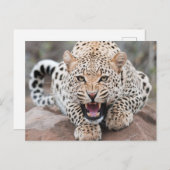 Carte Postale Grenouille léopard Fierce (Devant / Derrière)