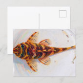 Carte Postale grenouille léopard L134 pleco (Devant / Derrière)