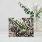 Carte Postale Grenouille léopard R3 (Debout devant)