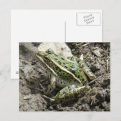 Carte Postale Grenouille léopard R3 (Devant / Derrière)