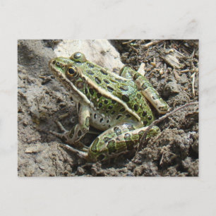 Carte Postale Grenouille léopard R3