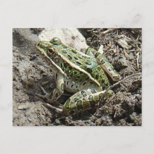 Carte Postale Grenouille léopard R3 (Devant)