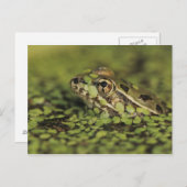 Carte Postale Grenouille Léopard Rio Grande, Rana berlandieri, (Devant / Derrière)