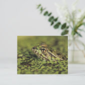 Carte Postale Grenouille Léopard Rio Grande, Rana berlandieri, (Debout devant)