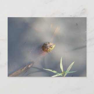 Carte Postale Grenouille, marais du sanctuaire